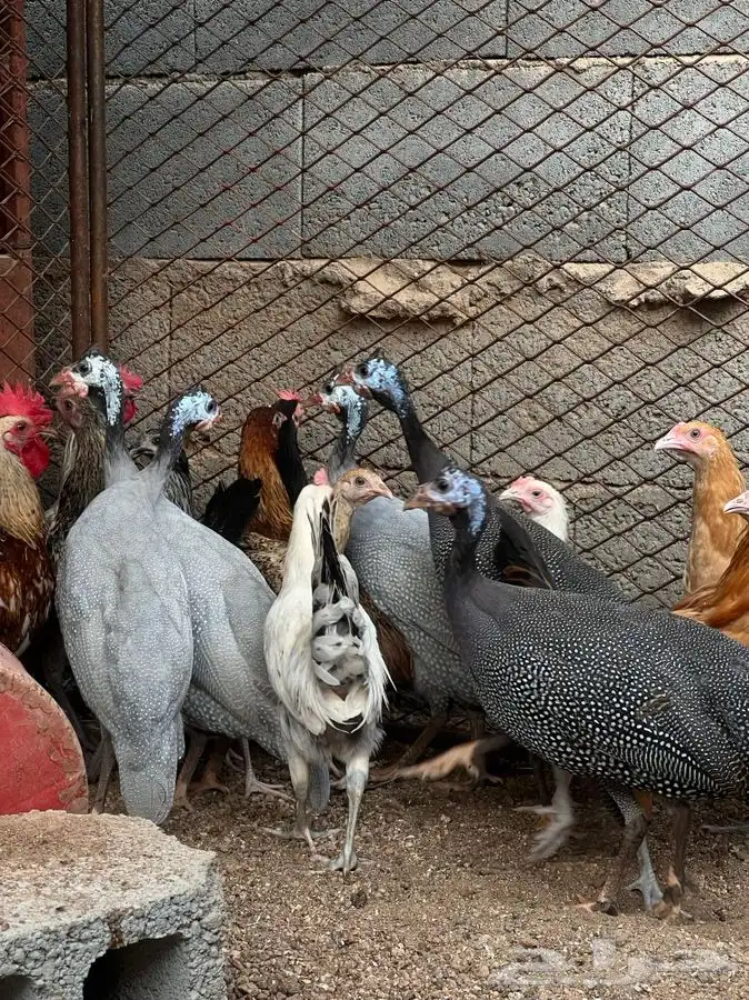 دجاج بلدي 0