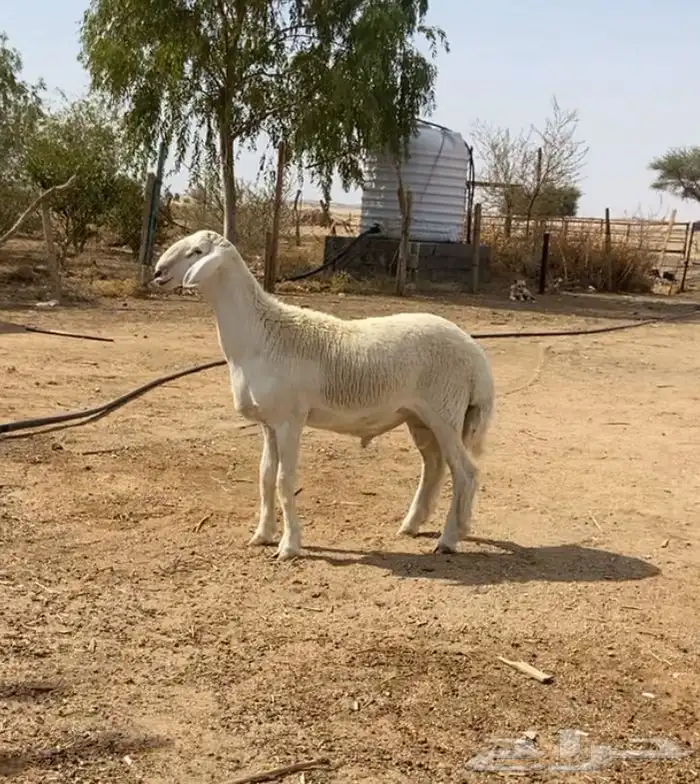 مشروع فحل حري نادر 0