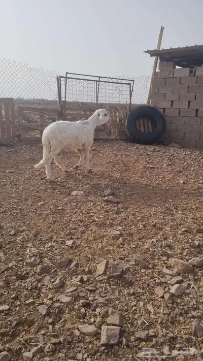ساكني للبيع جذع index