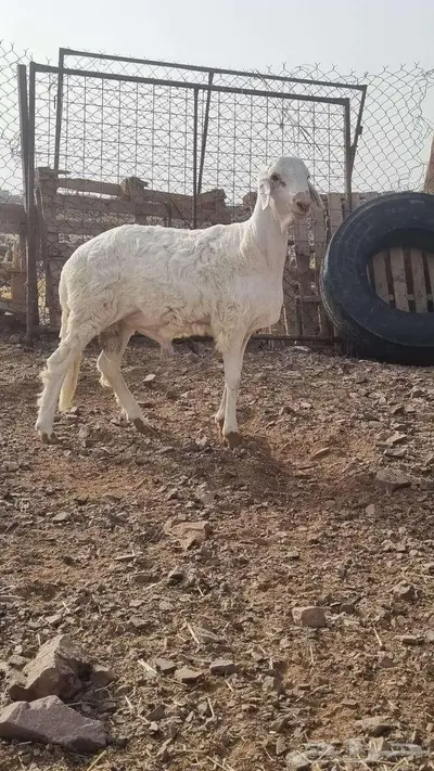 ساكني للبيع جذع index