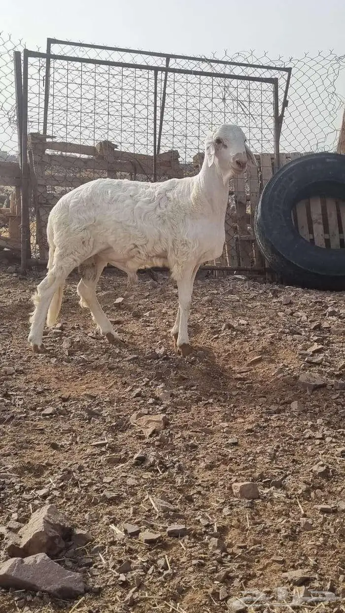 ساكني للبيع جذع 1