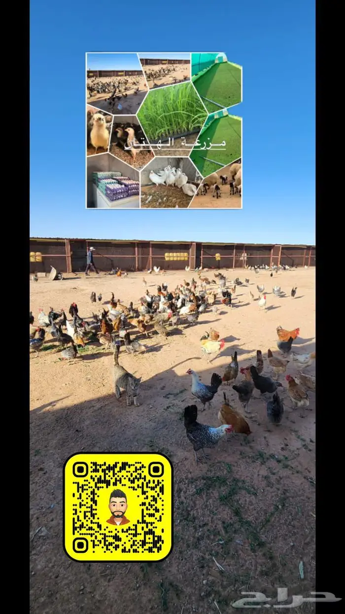دجاج بلدي للبيع 1