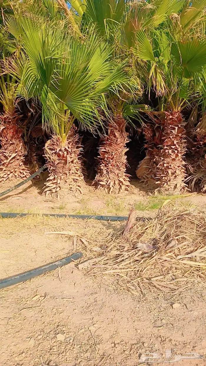 نخل واشنطني للبيع في الجله 0