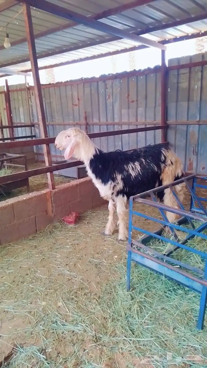 مشروع فحل نجدي 3