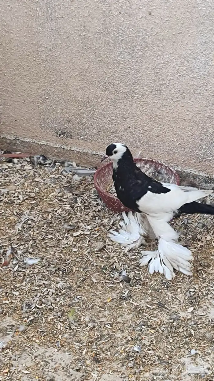 للبيع حمام مشكل 2