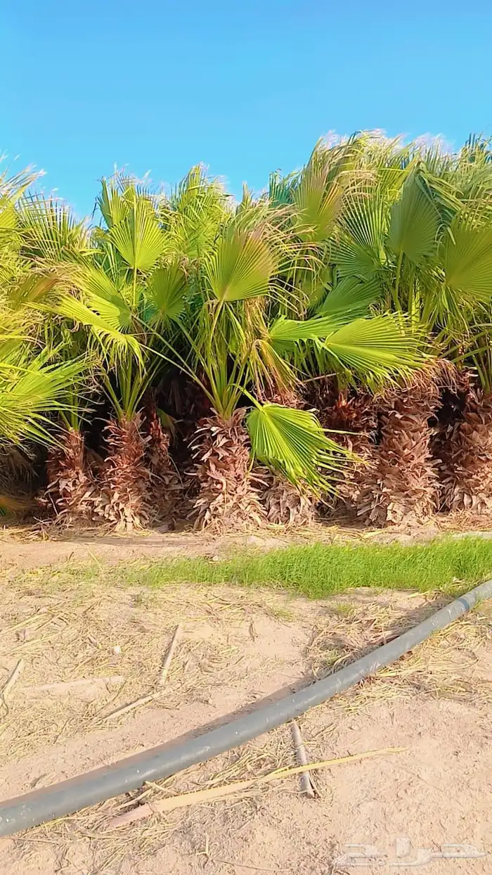 نخل واشنطني للبيع في الجله 3