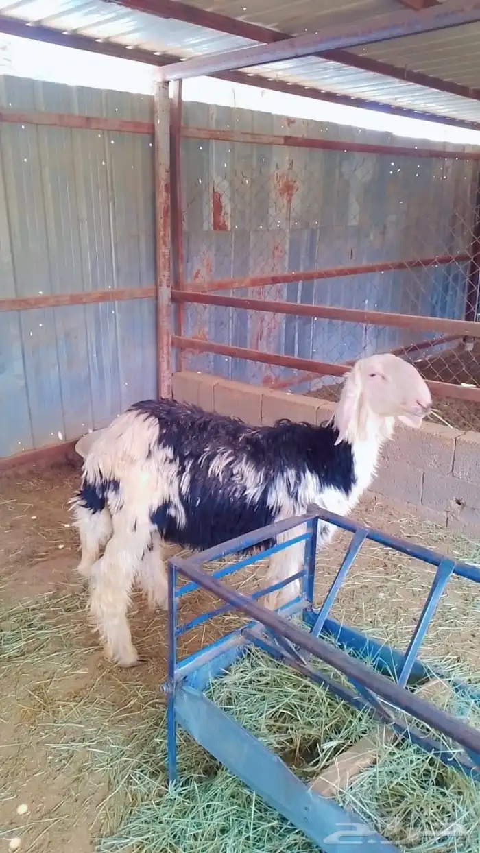 مشروع فحل نجدي 1