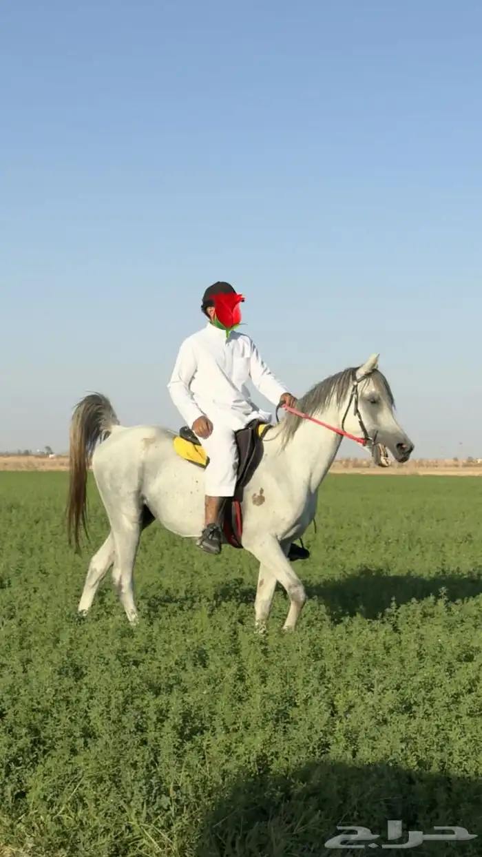 خيل واهو بوراق 1