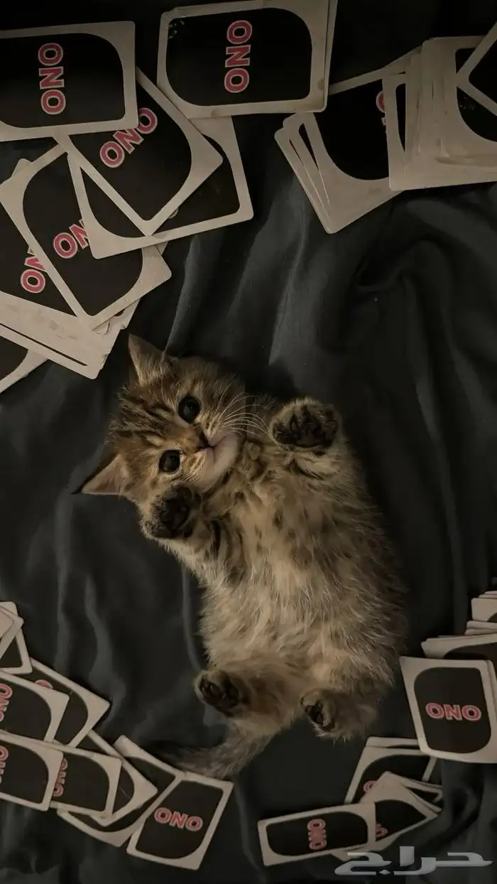 قطط 3