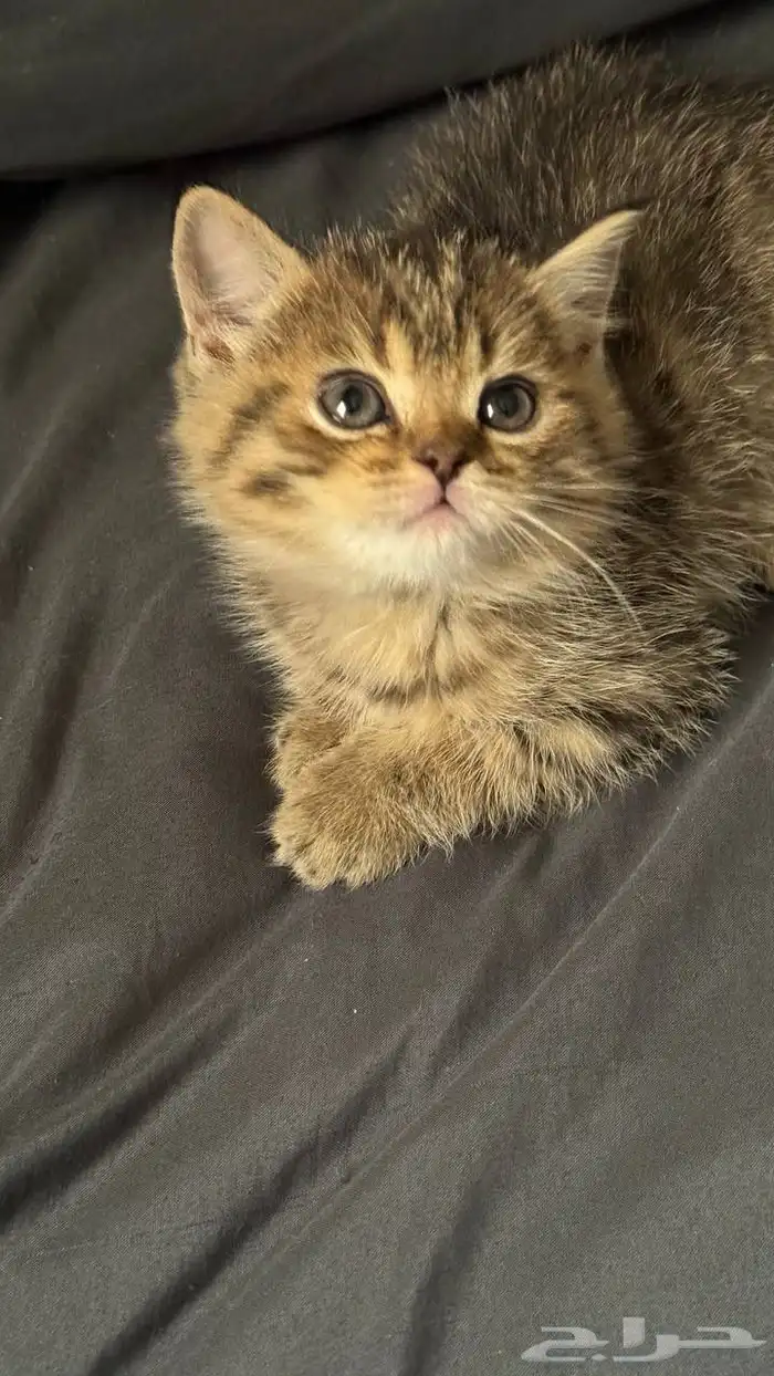 قطط 1