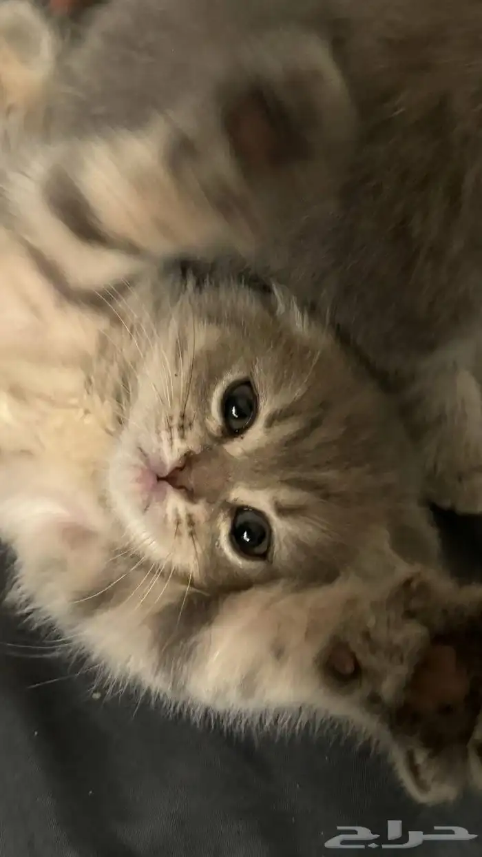 قطط 4
