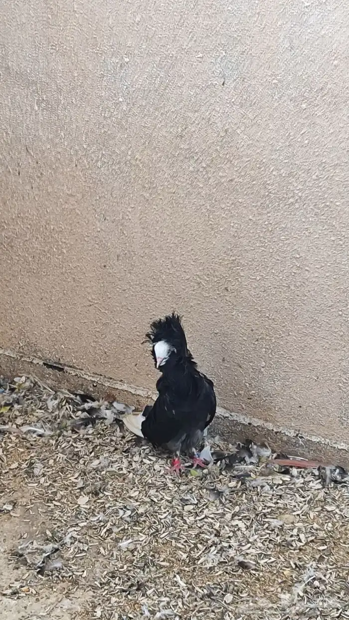 للبيع حمام مشكل 3