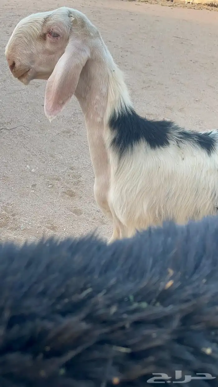 طلي نجدي معرف تعريف قوي 0