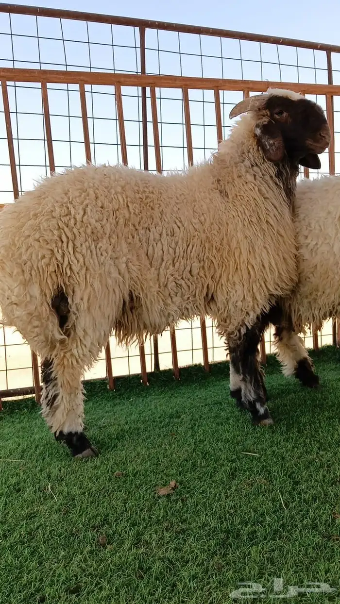 نعيم جزل خرفان جذعان عدد 6 7