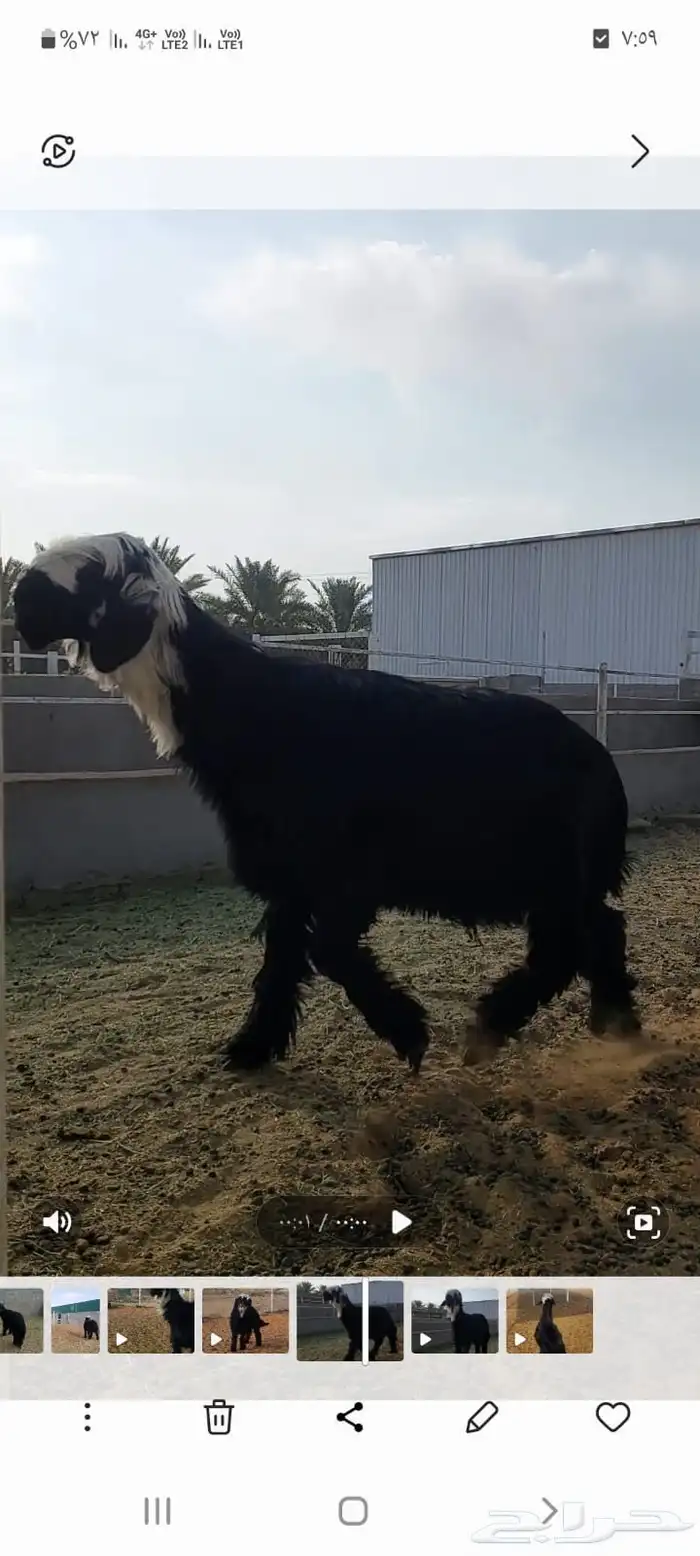 فحل ادغم خصم 0
