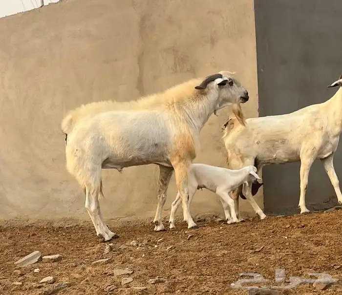 تيس بيشي صنف الصن حار الموقع المظيلف 0