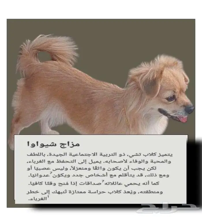 كلبه من نوع شيواوا المكسيكيه 12