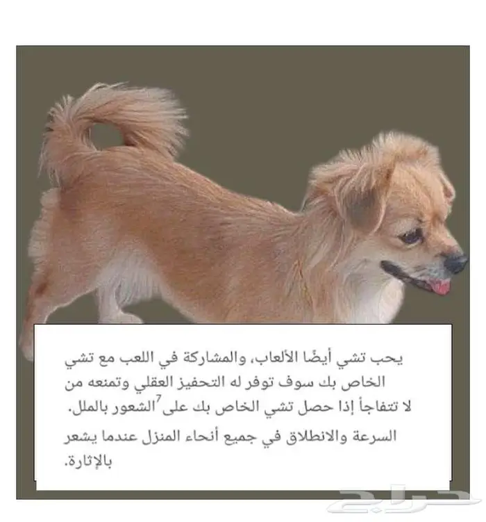 كلبه من نوع شيواوا المكسيكيه 11