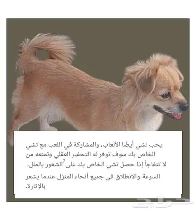 كلبه من نوع شيواوا المكسيكيه index