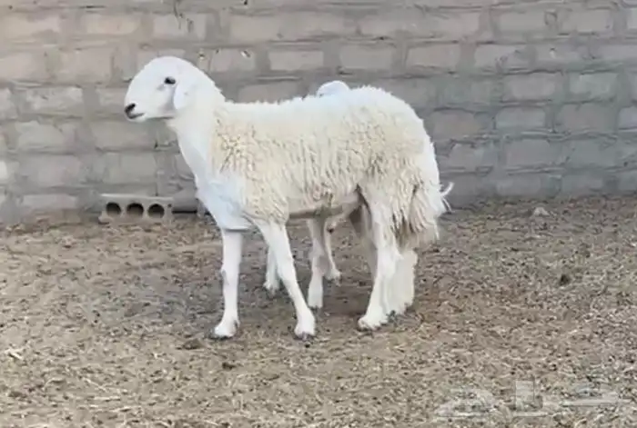 فحل حري مشروط 2