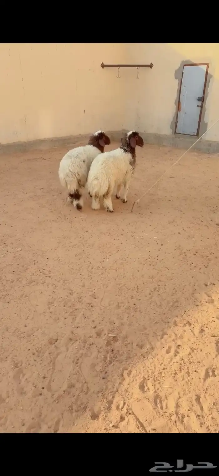 ذبيح نعيم الريآض حي الشفآء آي مكان نوصل في ذبح باقي آثنين 1
