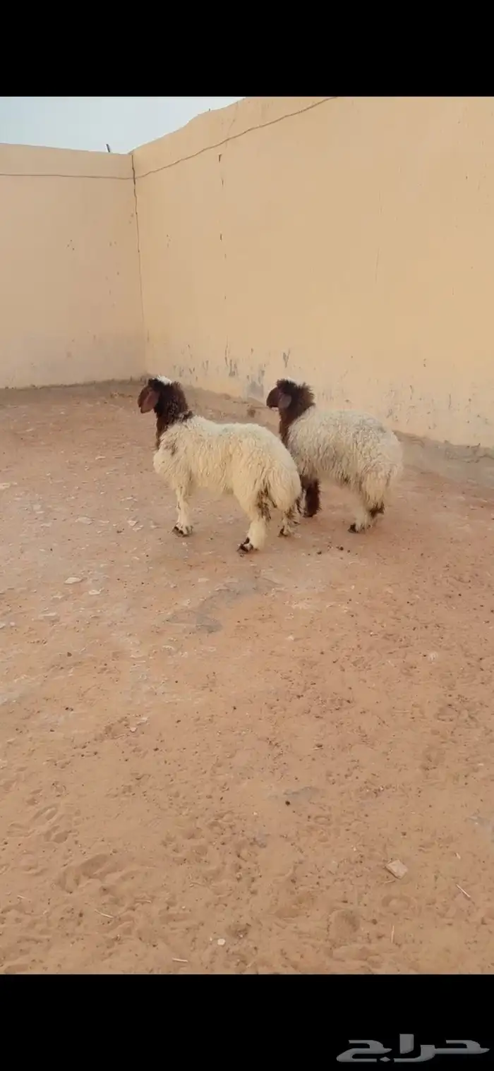 ذبيح نعيم الريآض حي الشفآء آي مكان نوصل في ذبح باقي آثنين 0