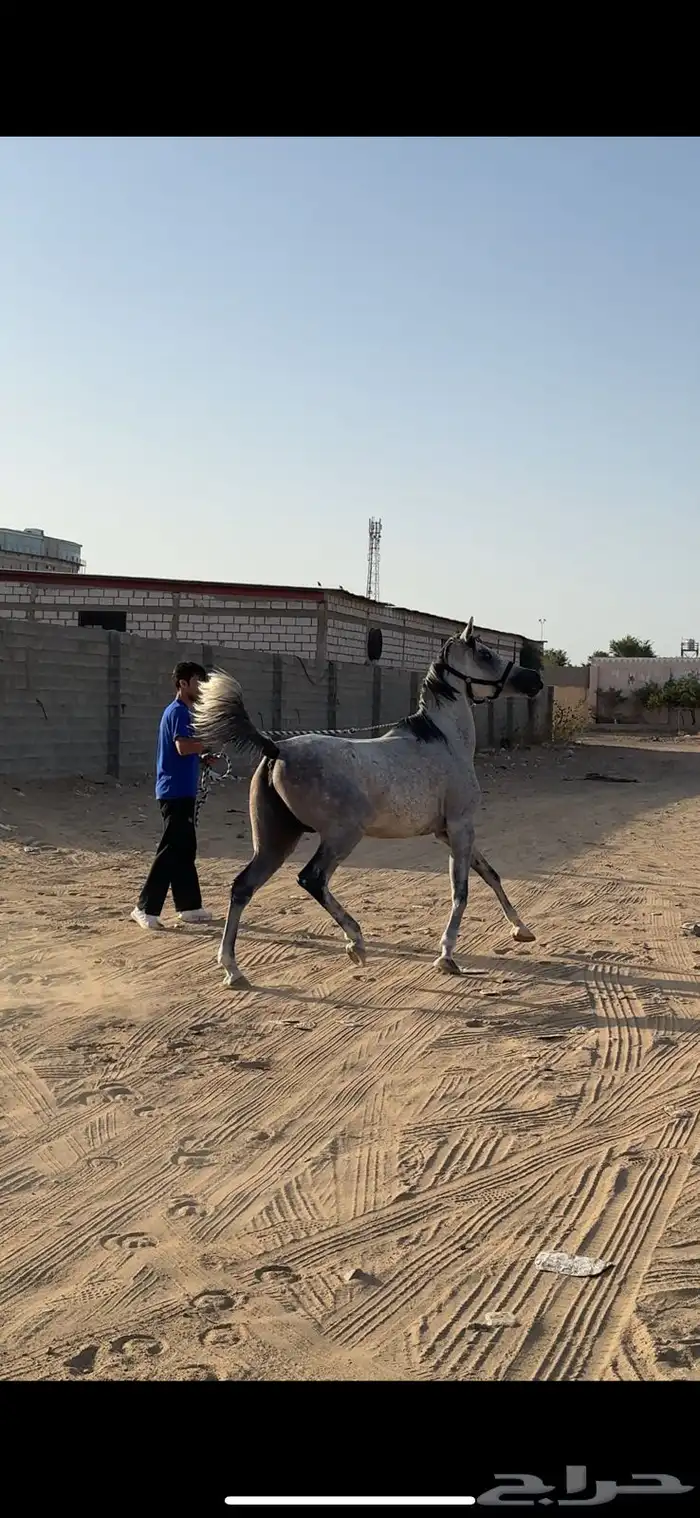 فرس فاخره يأهل النوادر 1