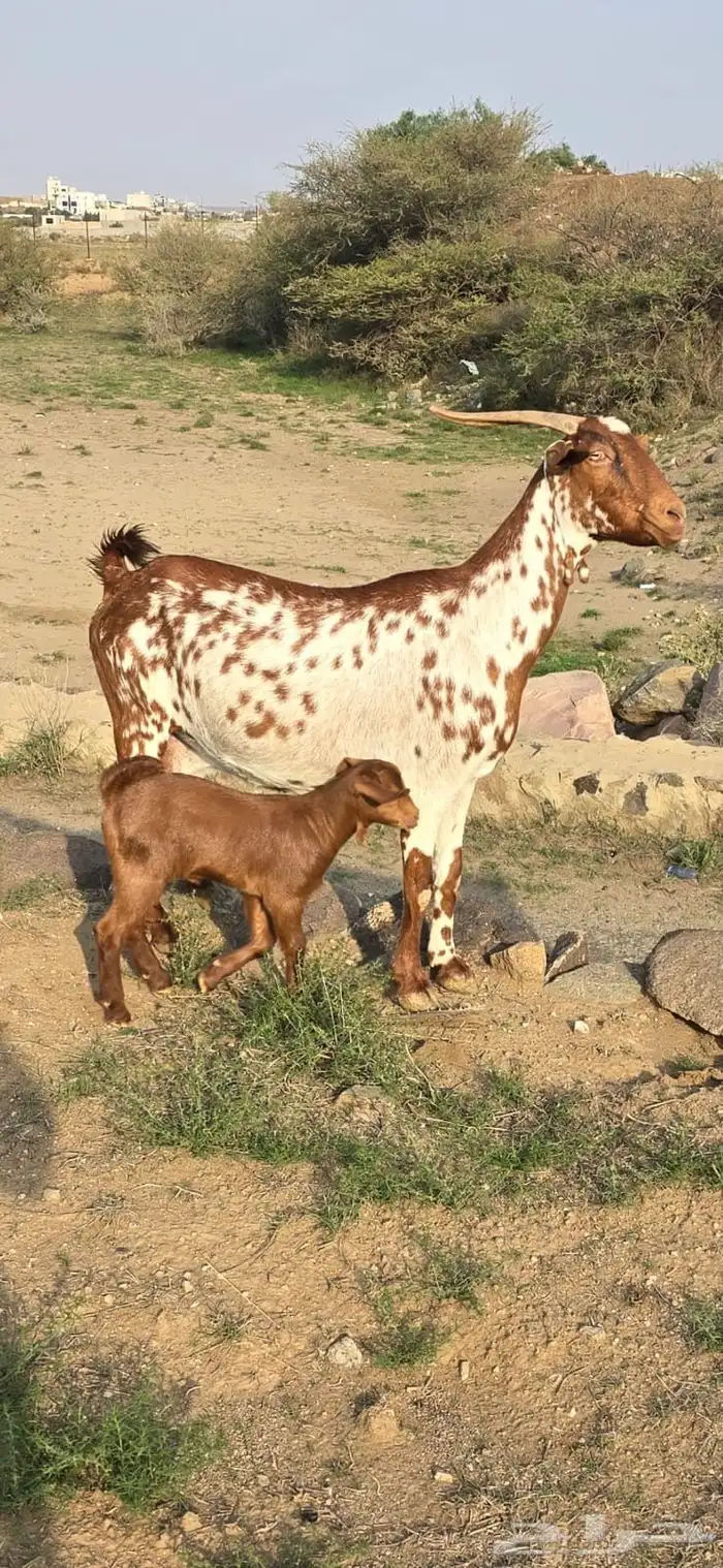 عنز تحتها عناق 0