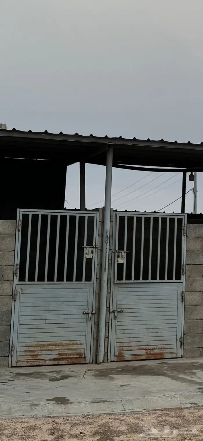 بيبان بوايك الخيل 2