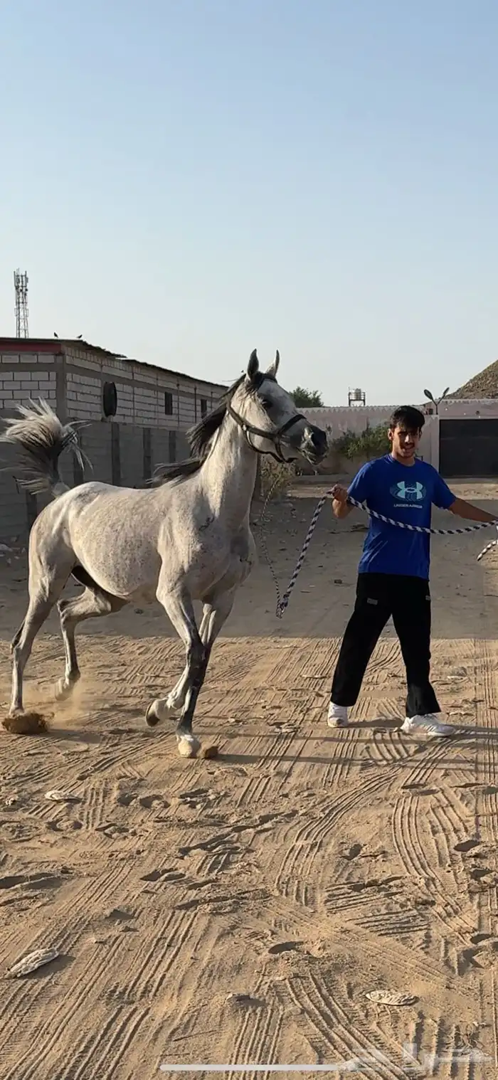 فرس فاخره يأهل النوادر 5