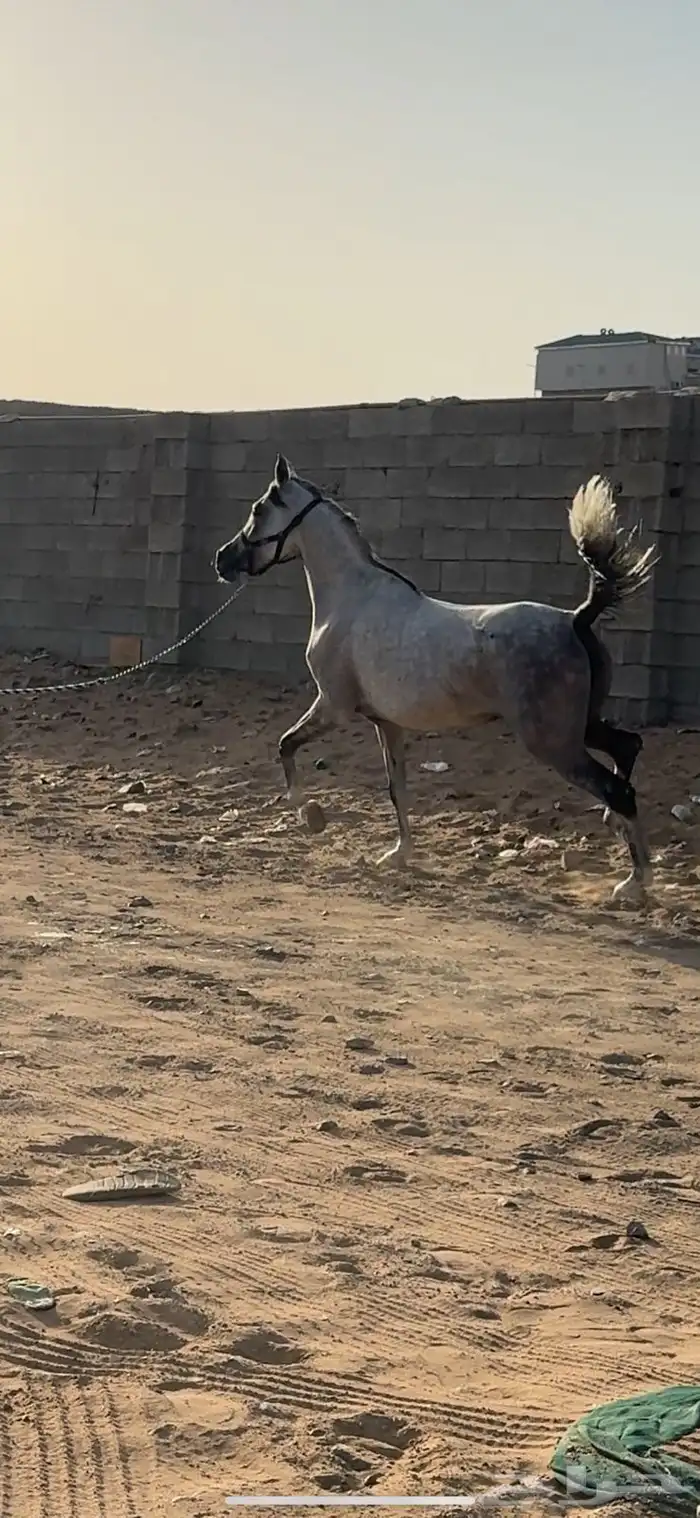 فرس فاخره يأهل النوادر 4