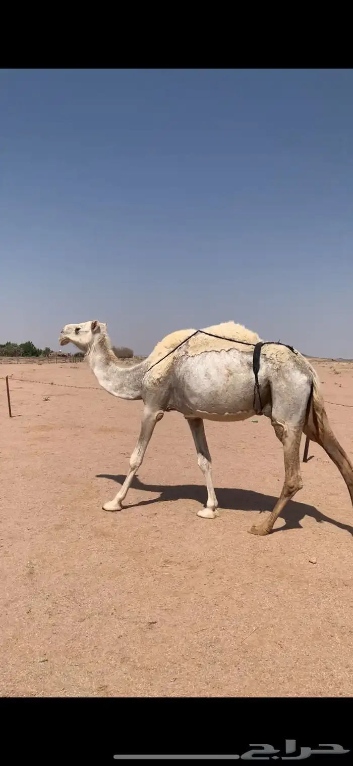 لبيع نياق لقحه صفراء و خفوت وضحاء تو بايع ولدها 6
