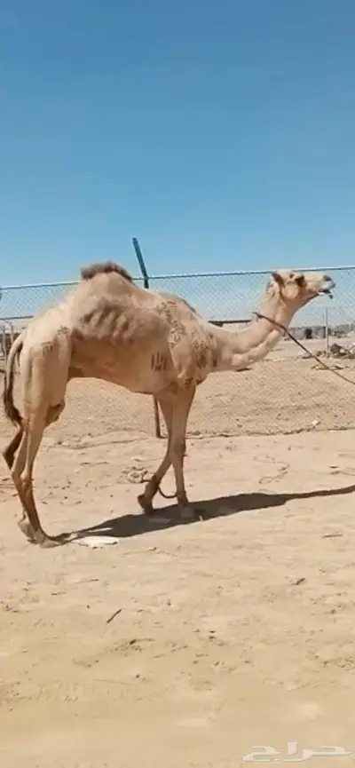 بل للبيع جمله بالمدينه المنوره index