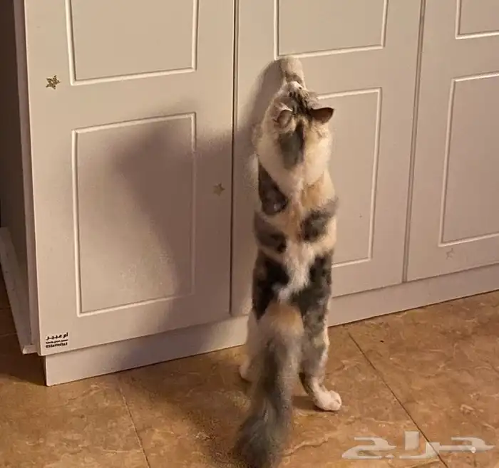 قطة للتبني 1