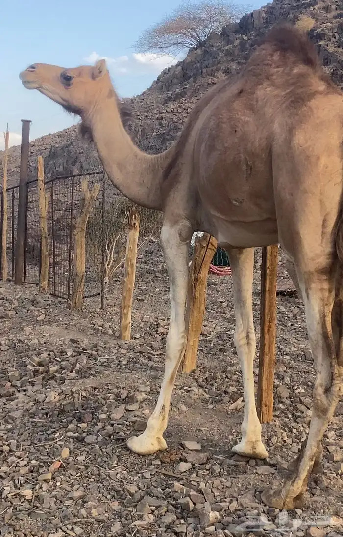 بكره لقحه للبيع 2