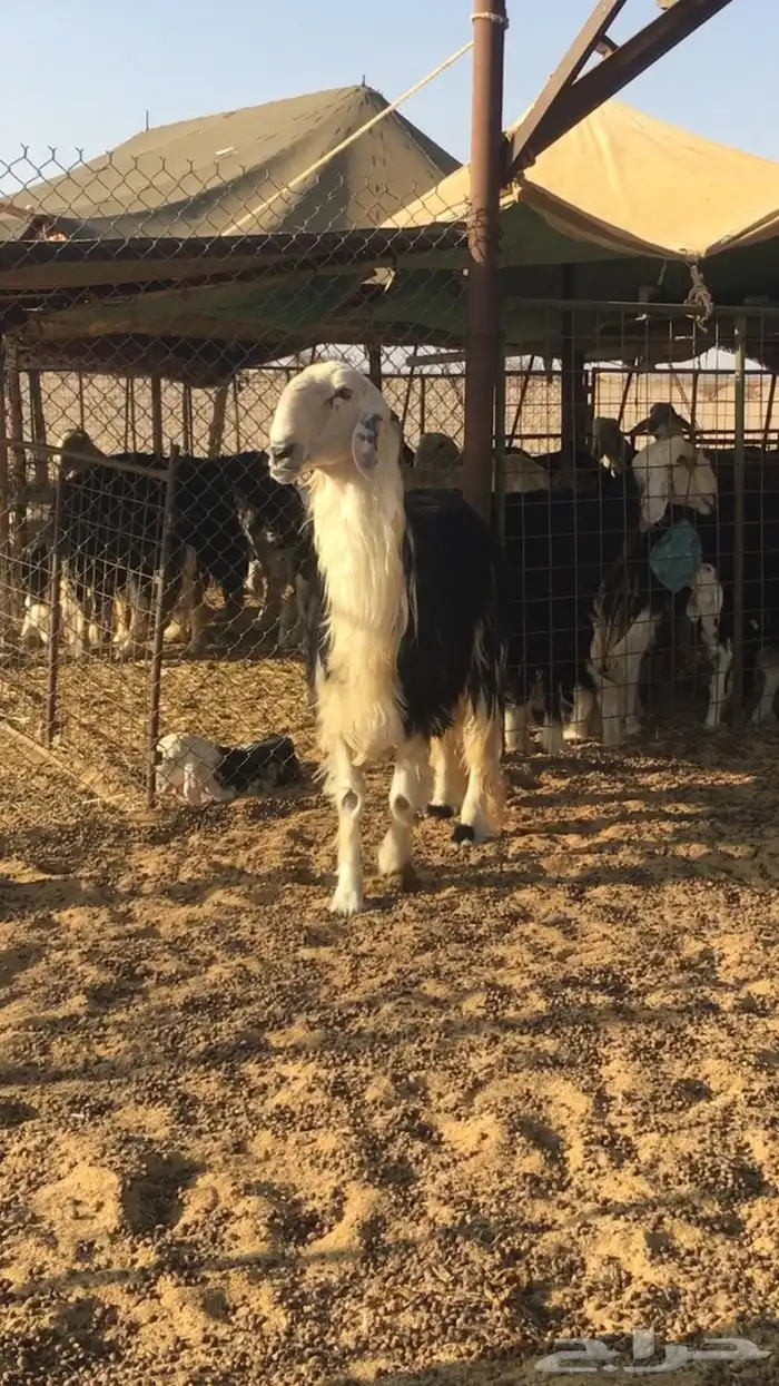 فحل نجدي صنف 7