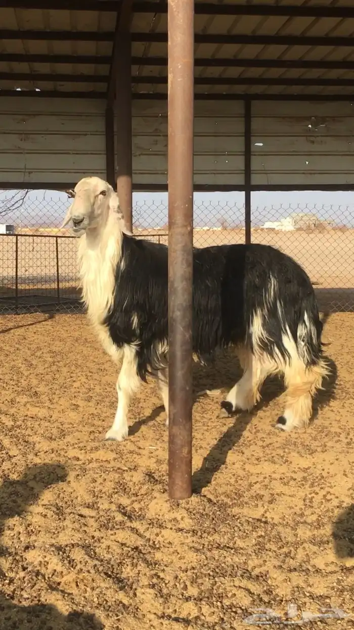فحل نجدي صنف 2