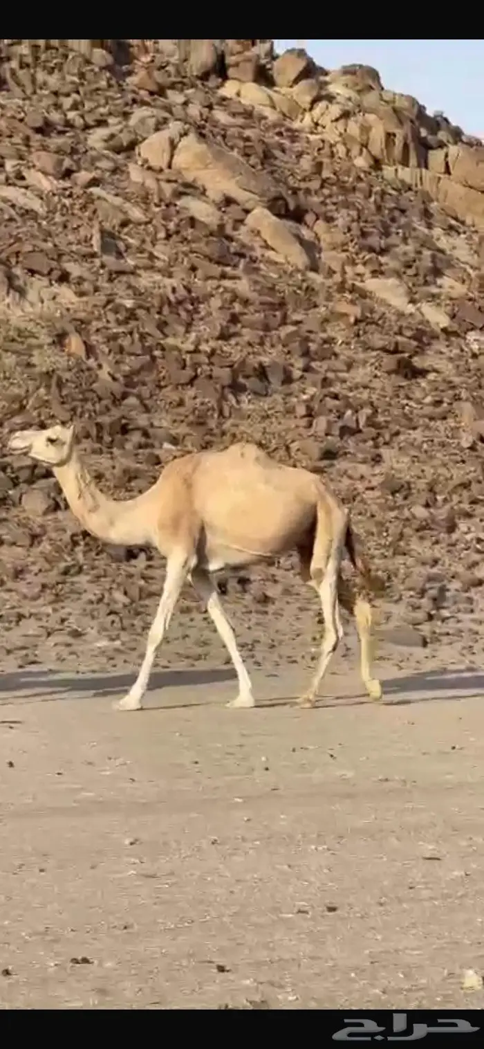 ناقه الاب ذيب عميره والام سودانيه 0
