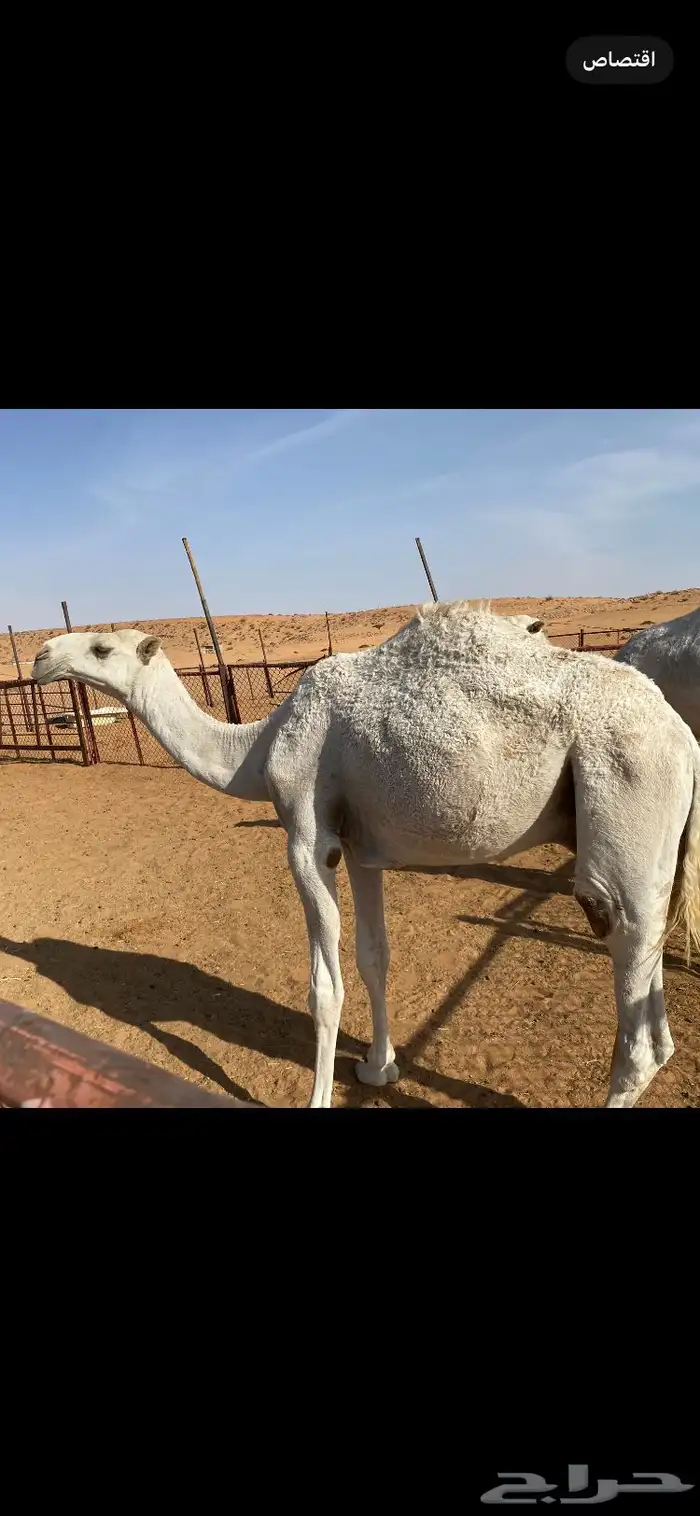 للبيع قعود ابوه بعير الأمير سلطان بن محمد 1