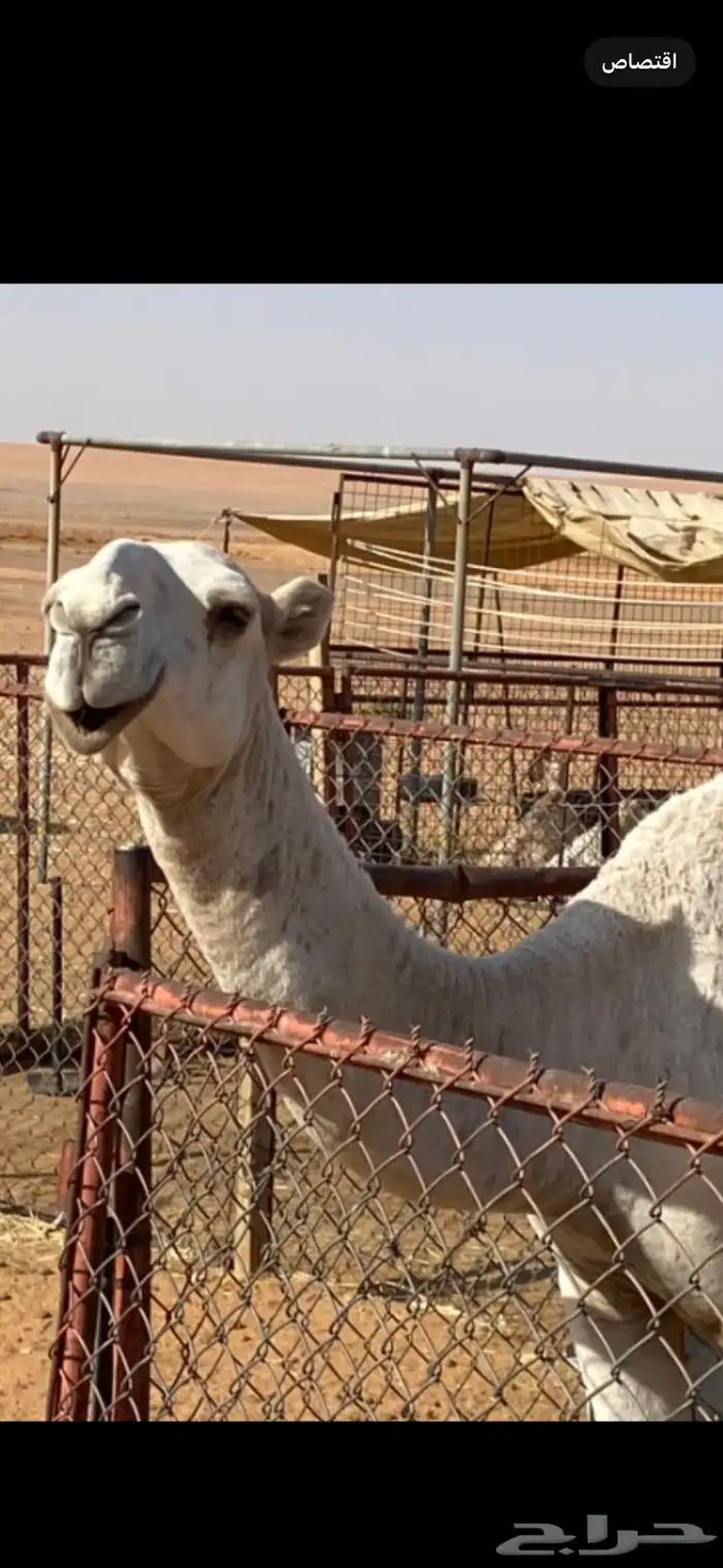 للبيع قعود ابوه بعير الأمير سلطان بن محمد 0