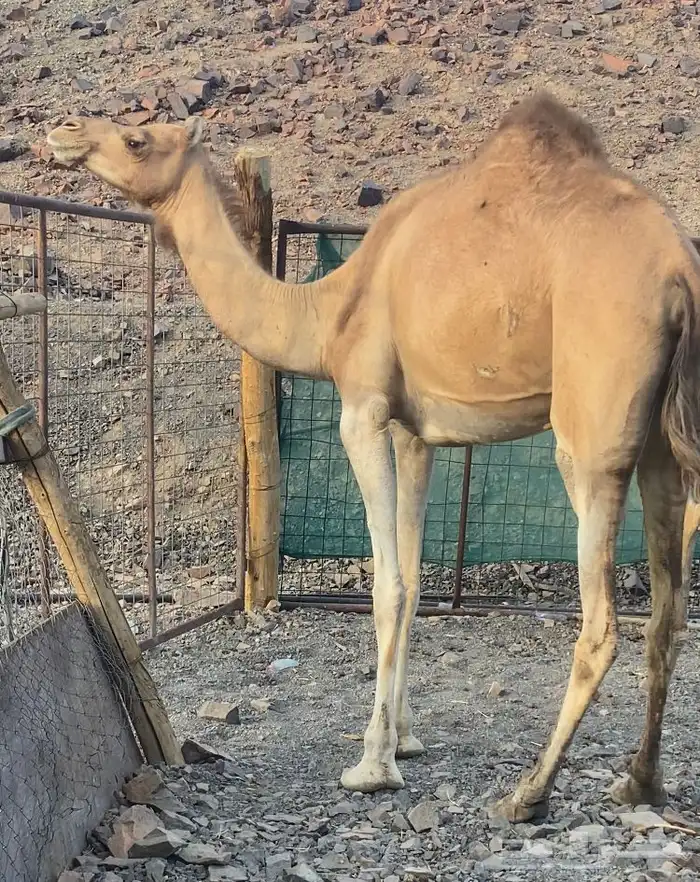 بكره لقحه للبيع 0