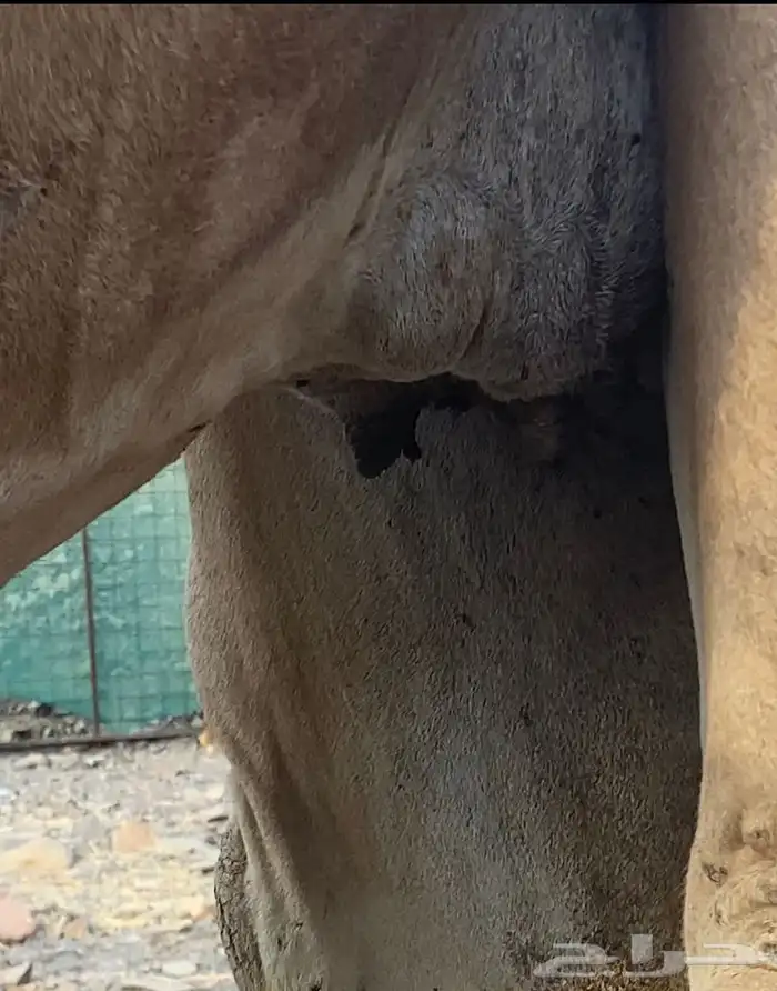 بكره لقحه للبيع 1