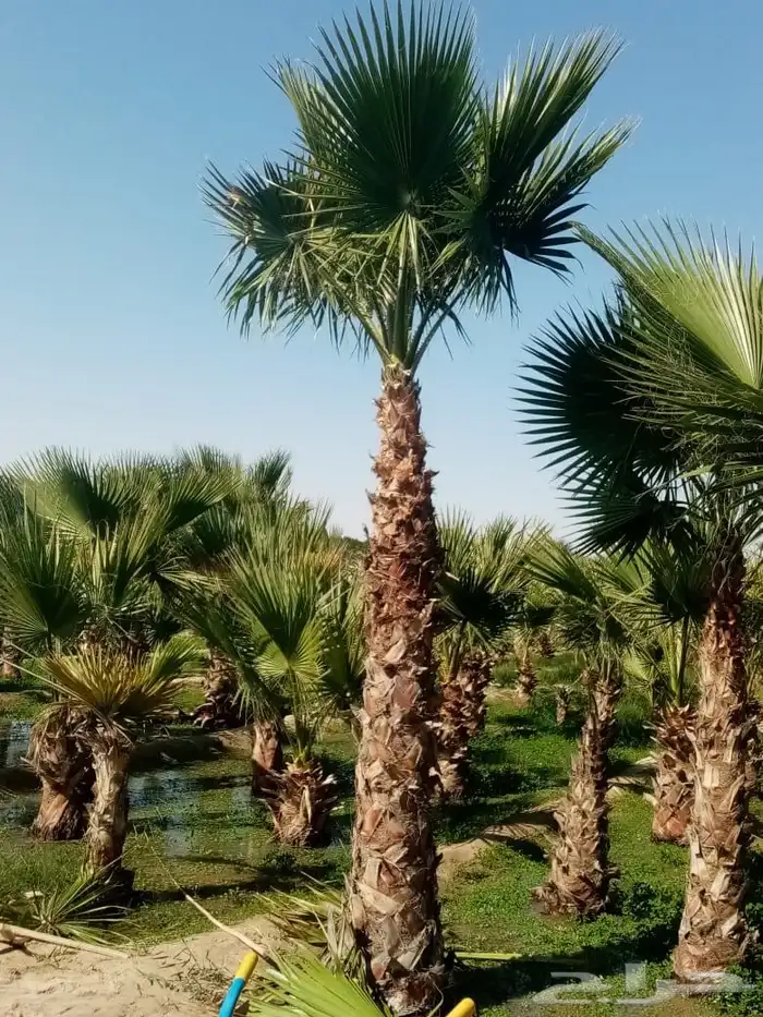قص أشجار تركيب نخيل القطيف 0