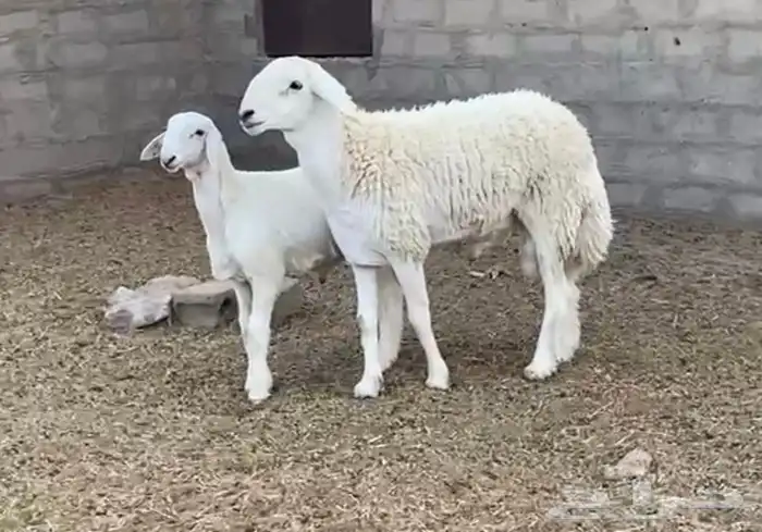 فحل حري مشروط 1