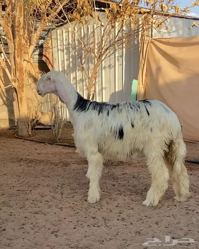 رخل نجديه( تم البيع) 0