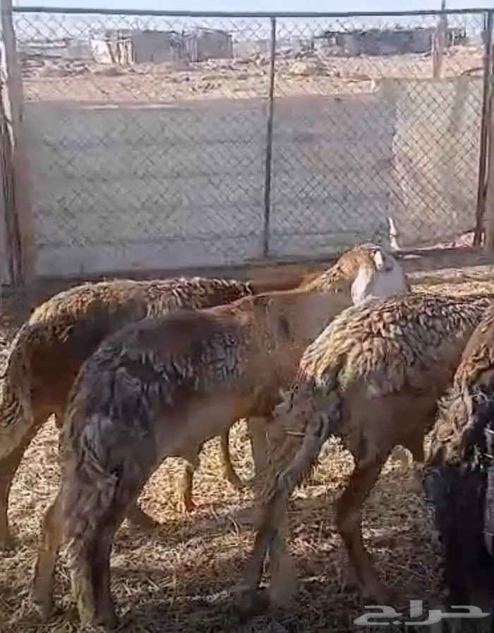 بهم سواكن 1