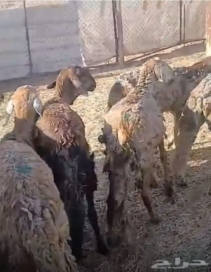 بهم سواكن 2