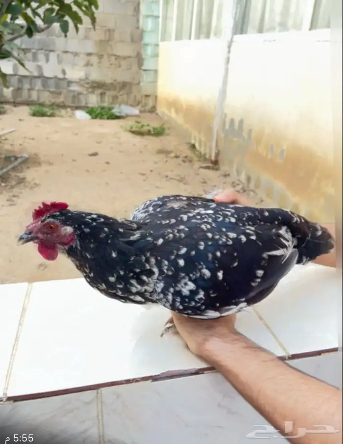دجاج تركي 7