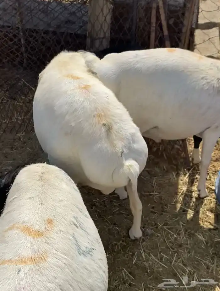 برابر كلها جذعان 2