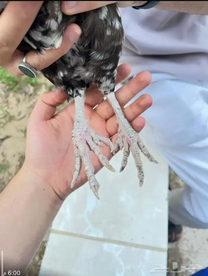 دجاج تركي 2